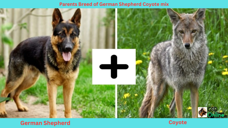 German-Shepherd-Coyote-Mix