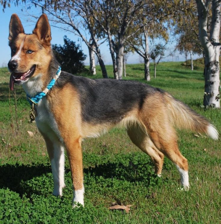 German Shepherd Husky Mix