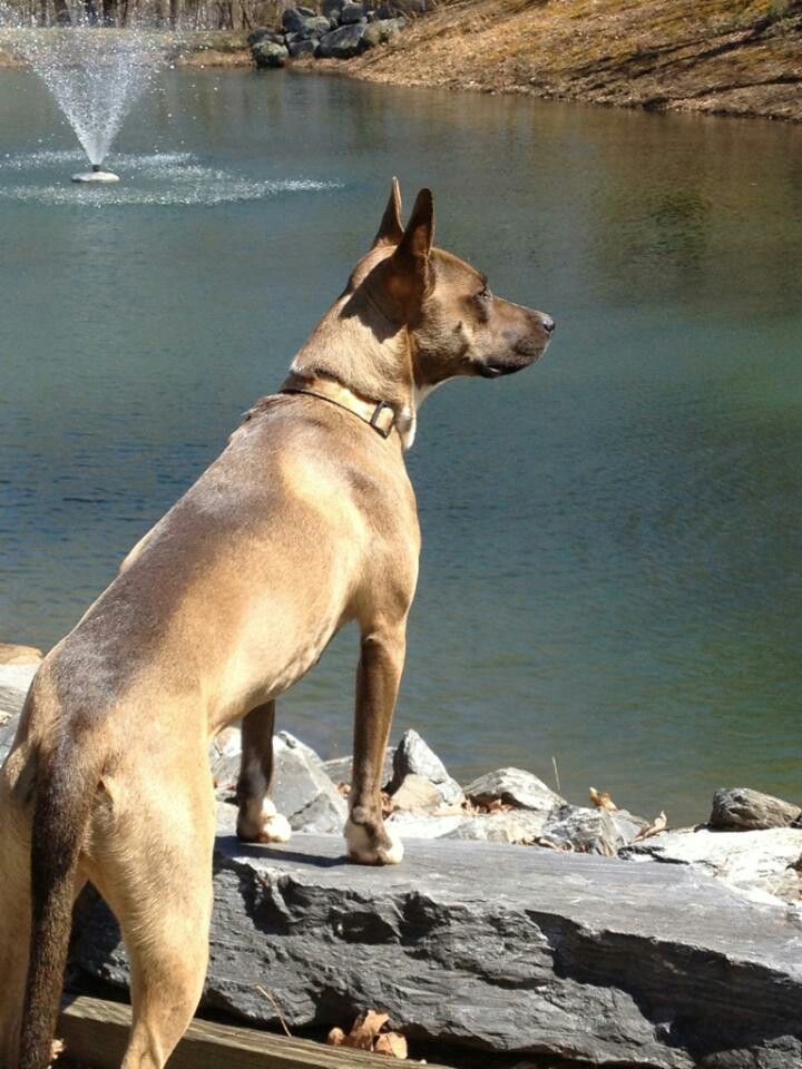 German Shepherd Pitbull mix