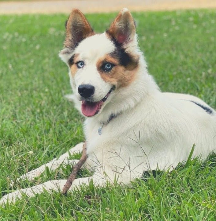 German Shepherd Husky Mix