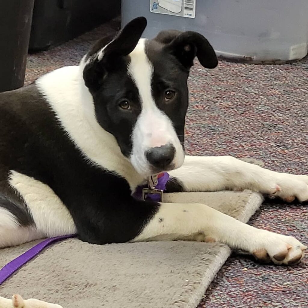 German Shepherd Pitbull mix