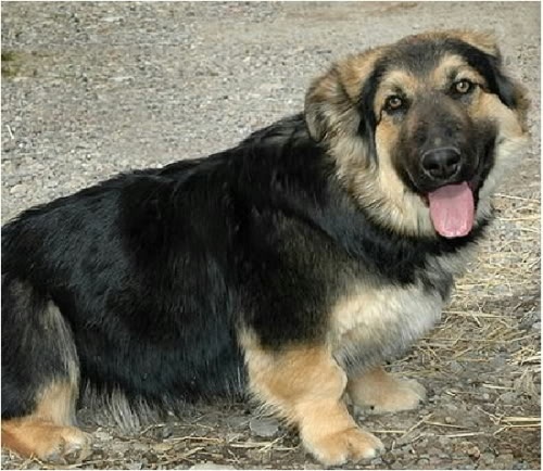 German Shepherd Corgi Mix