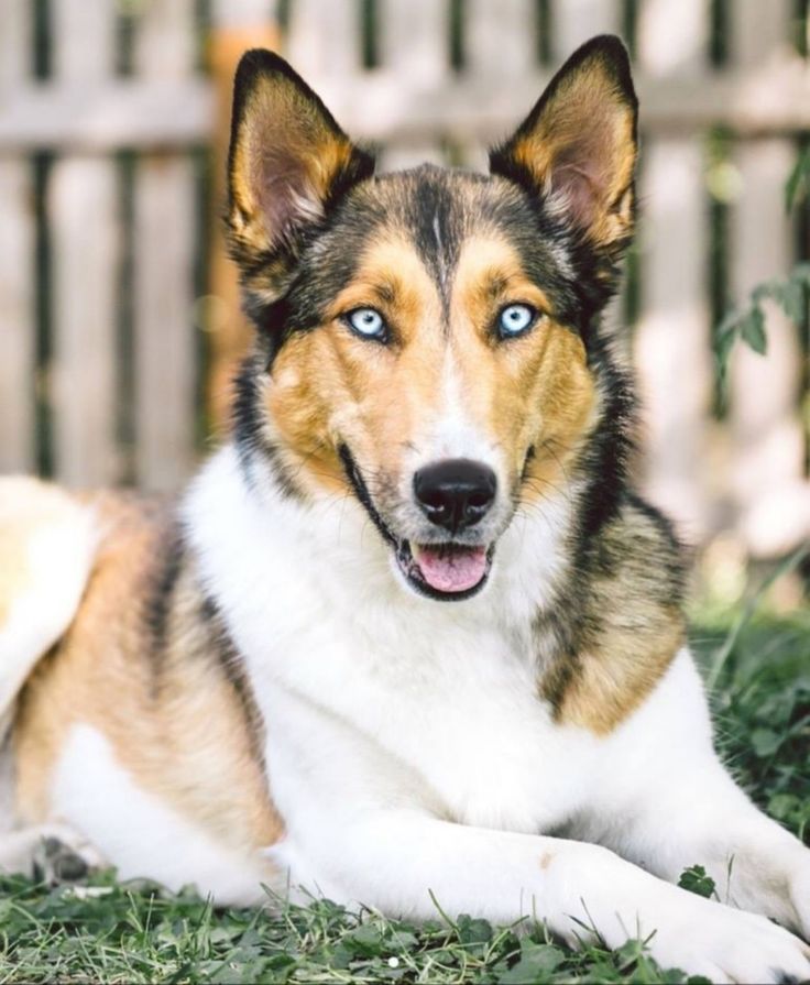 German Shepherd Husky Mix