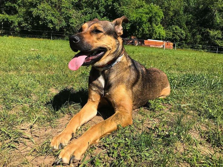 German Shepherd Pitbull mix