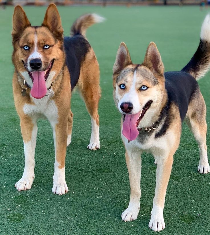 German Shepherd Husky Mix