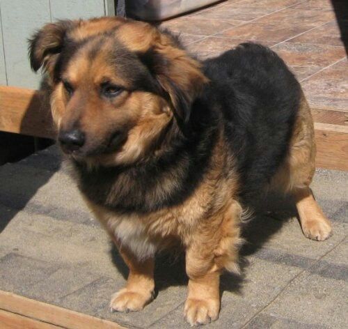 German Shepherd Corgi Mix