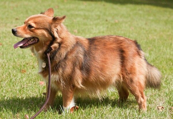 German Shepherd Corgi Mix