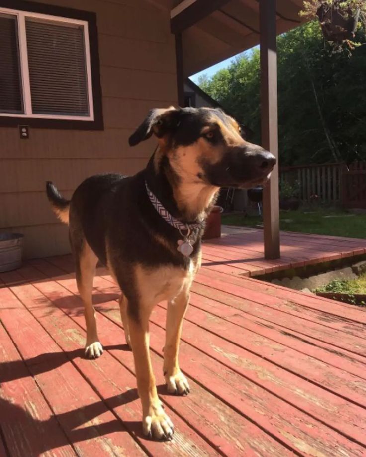 Rat Terrier German Shepherd Mix