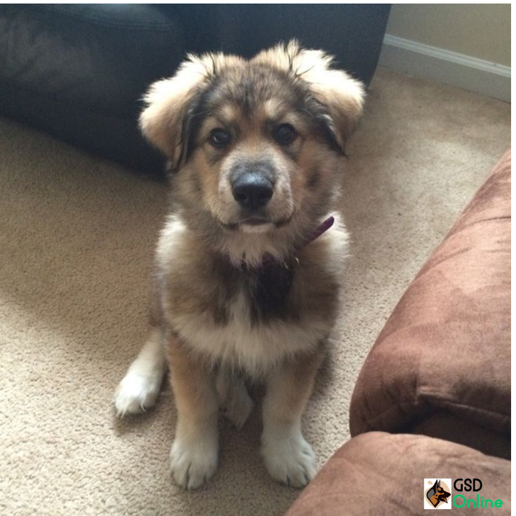 Pyrenees German Shepherd Mix