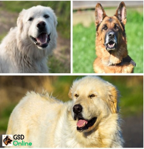 Great Pyrenees German Shepherd Mix