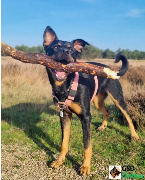 German Shepherd Rottweiler Mix