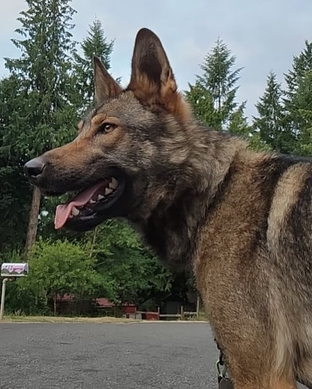 German Shepherd Wolf Mix