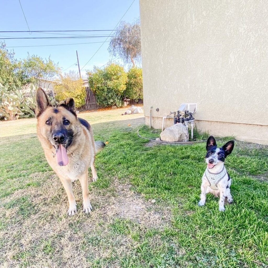 German Shepherd Terrier Mix 