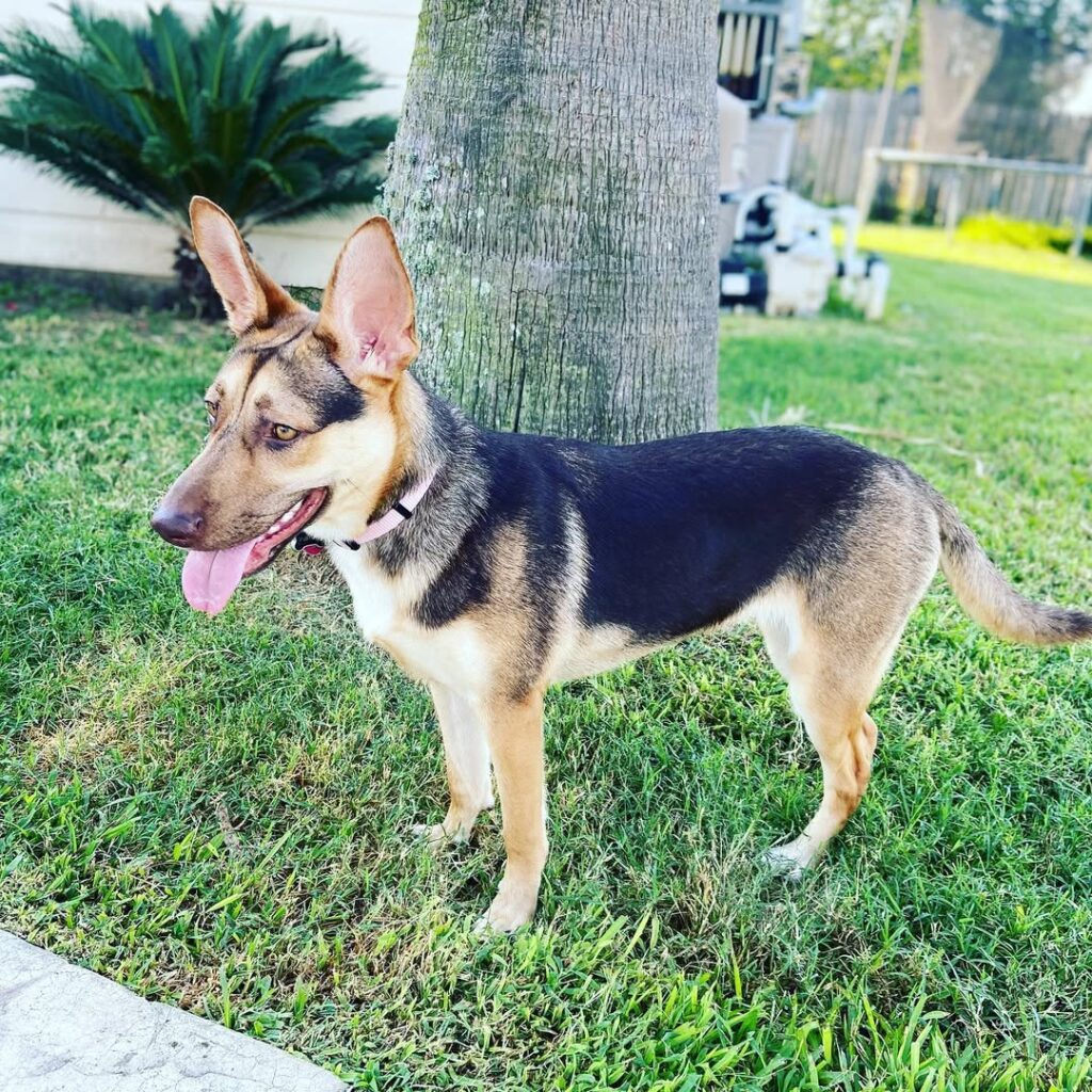 German Shepherd Coyote Mix