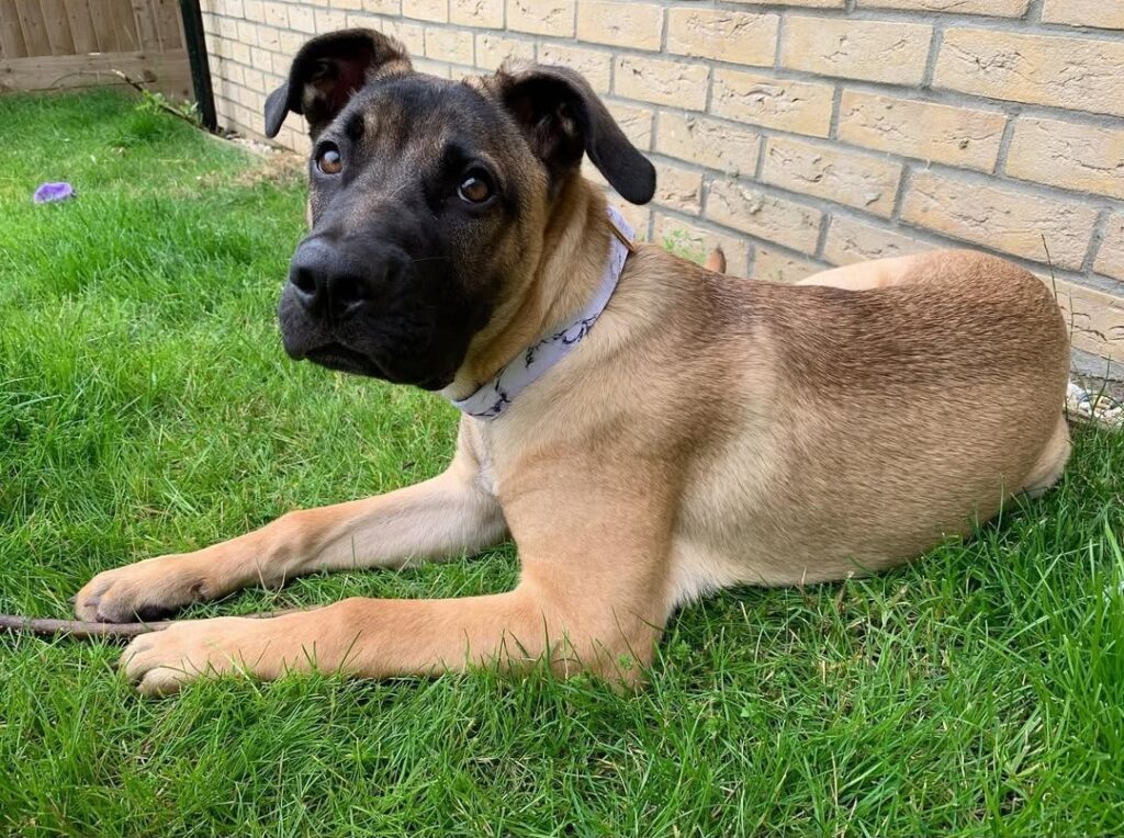 Cane Corso German Shepherd mix