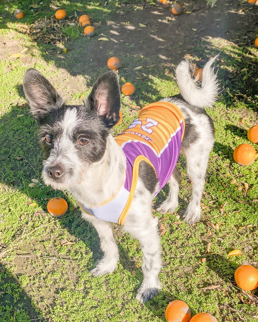 German Shepherd Terrier Mix 