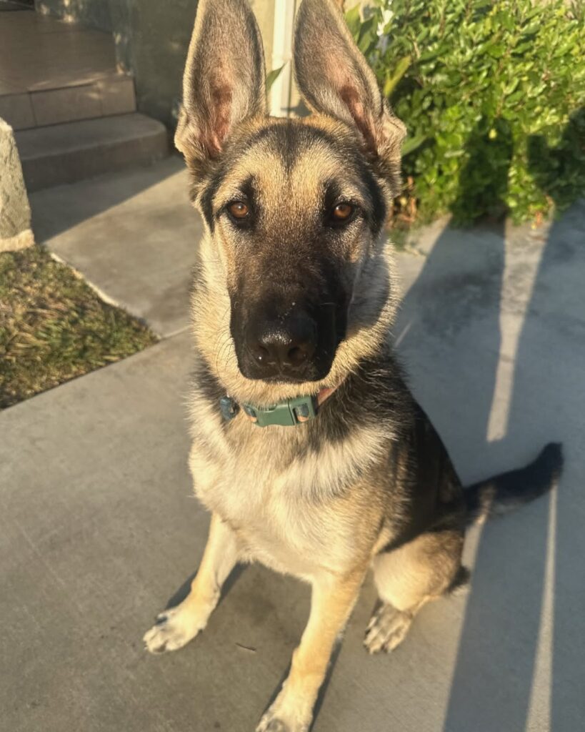 German Shepherd Terrier Mix 