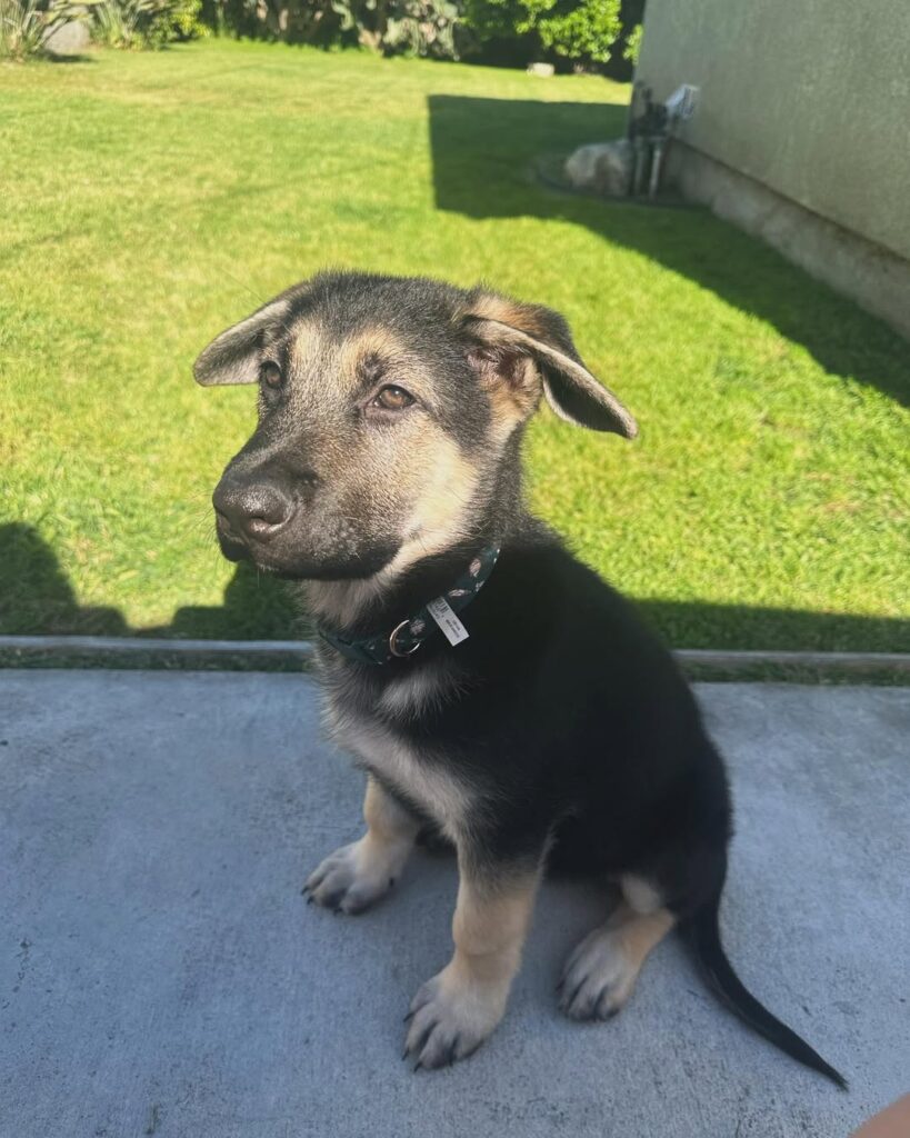 German Shepherd Terrier Mix 