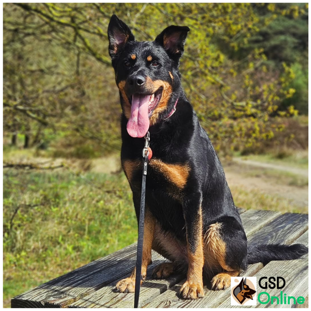 German Shepherd Rottweiler Mix