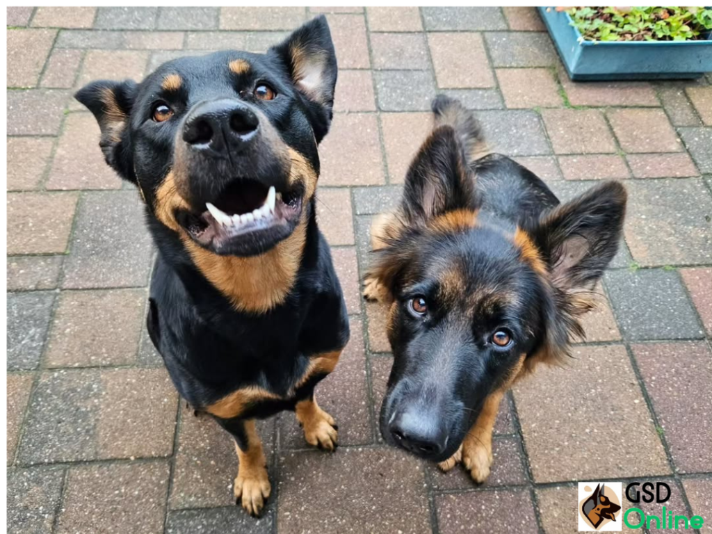 German Shepherd Rottweiler Mix