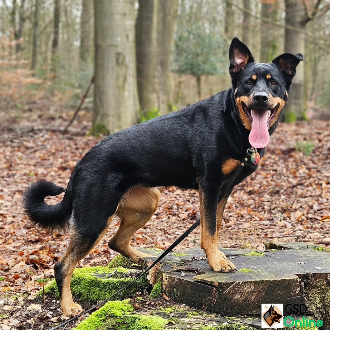 German Shepherd Rottweiler Mix