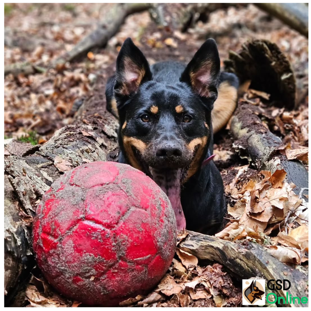 German Shepherd Rottweiler Mix