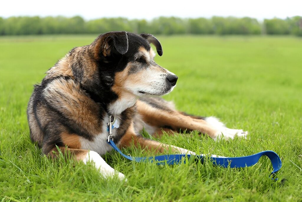 German Shepherd Border Collie Mix