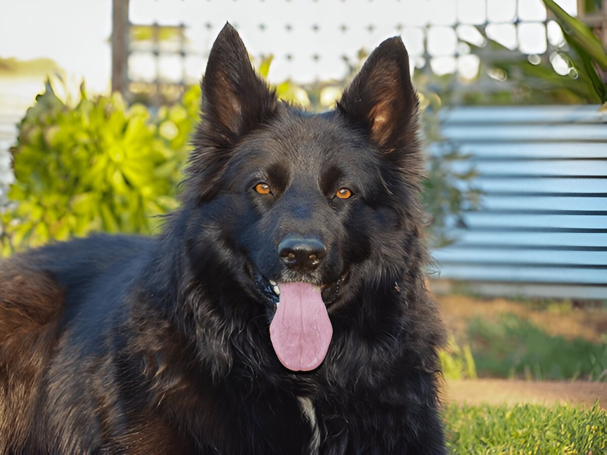 German Shepherd Border Collie Mix