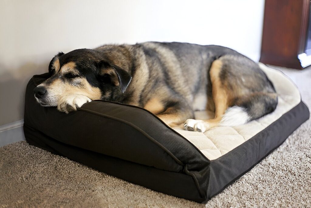 German Shepherd Border Collie Mix