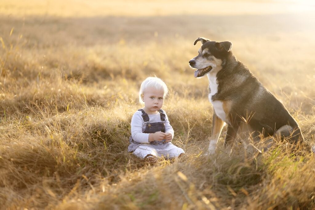 German Shepherd Border Collie Mix