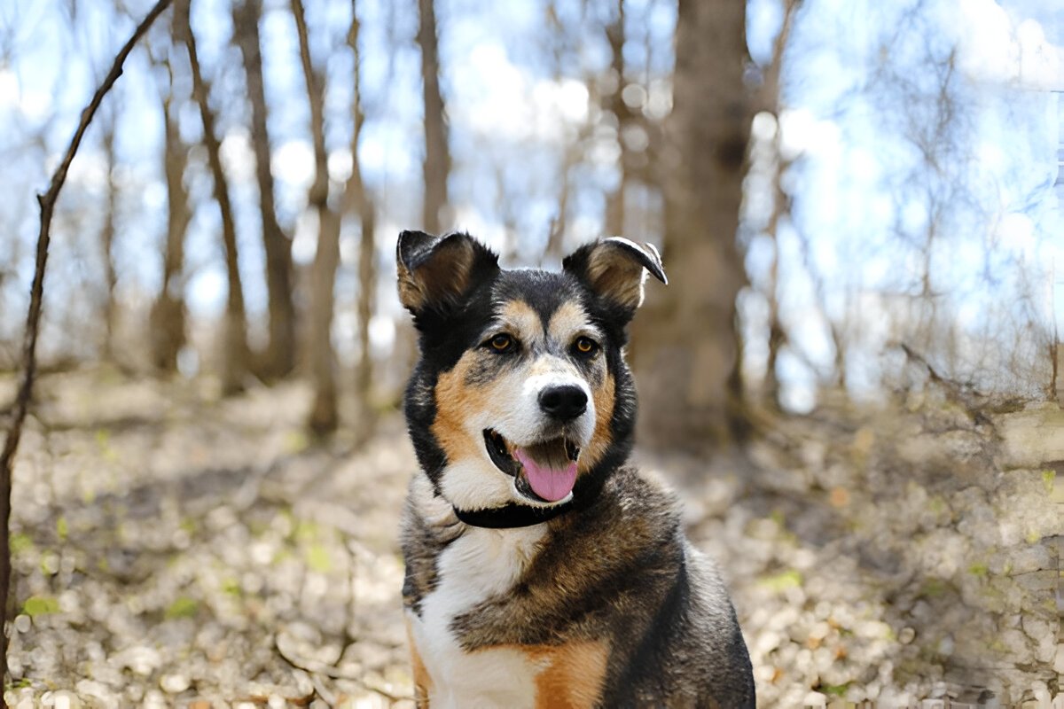 German Shepherd Border Collie Mix