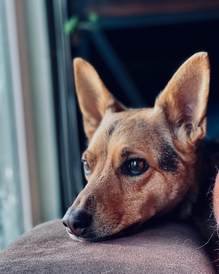 Rat Terrier German Shepherd Mix