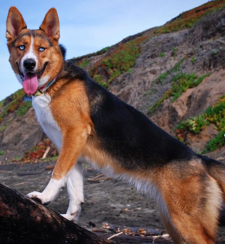 German Shepherd Husky Mix