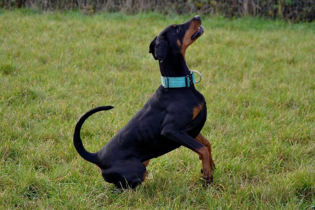 German Shepherd Doberman Mix