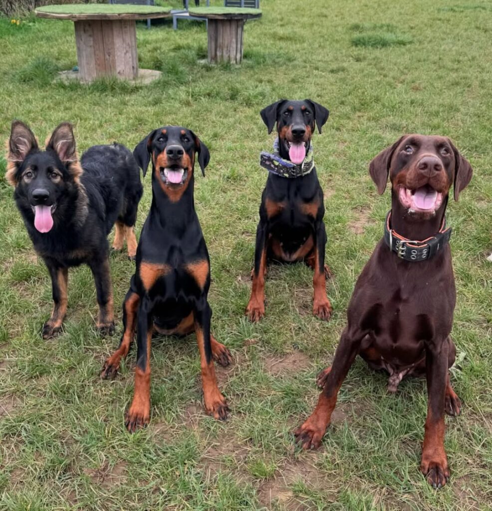 German Shepherd Doberman Mix