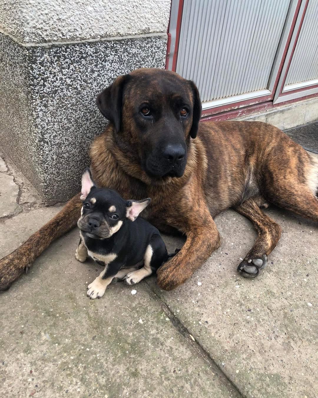 Cane Corso German Shepherd mix