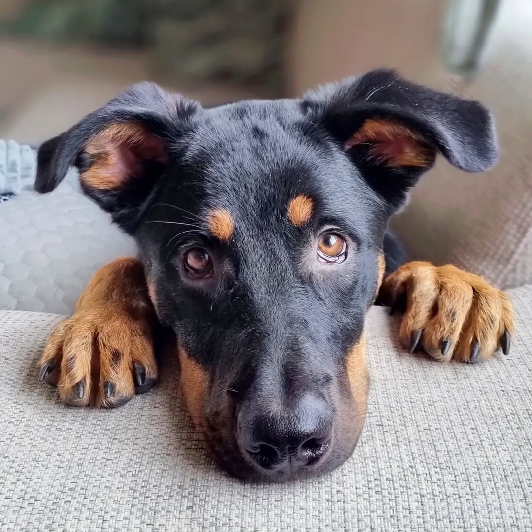 German Shepherd Rottweiler Mix