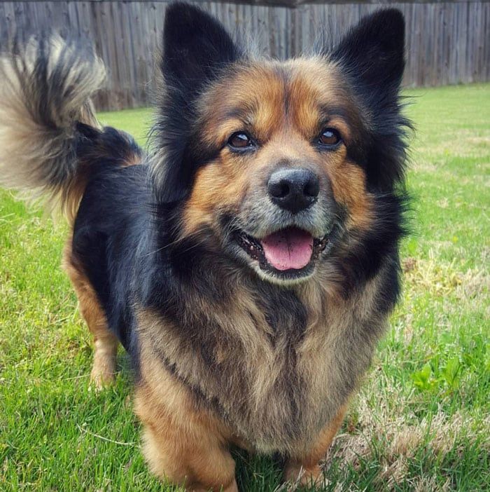 German Shepherd Corgi Mix