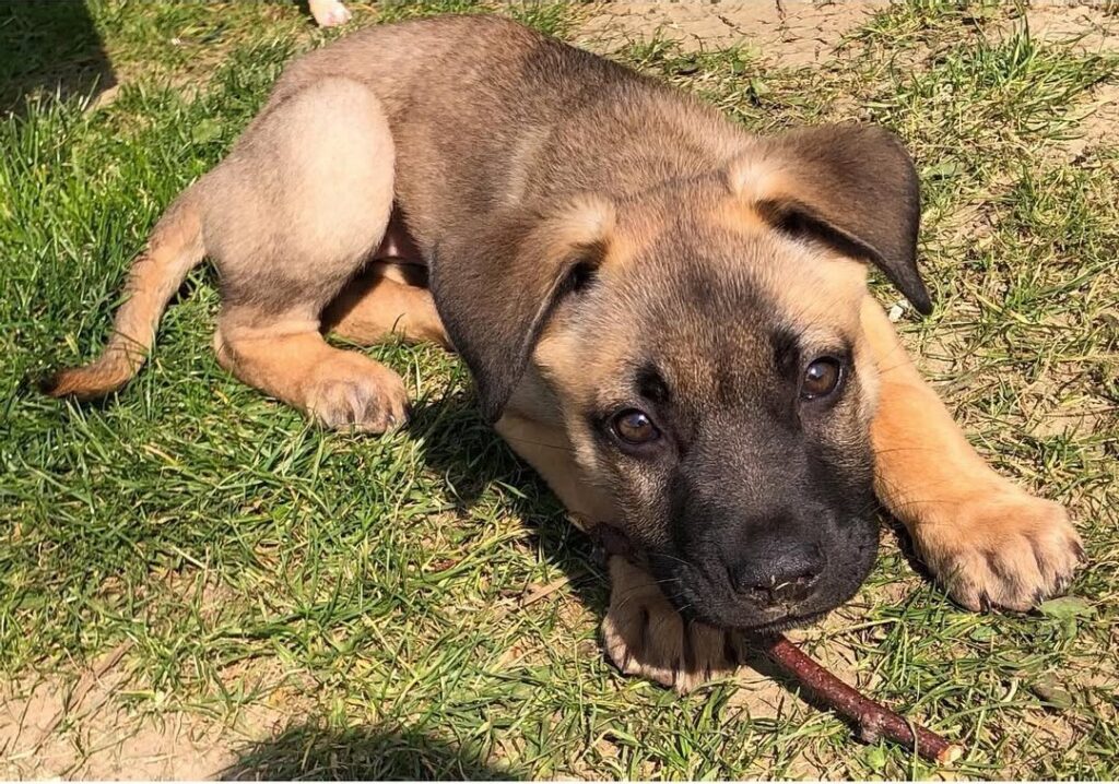 Cane Corso German Shepherd mix