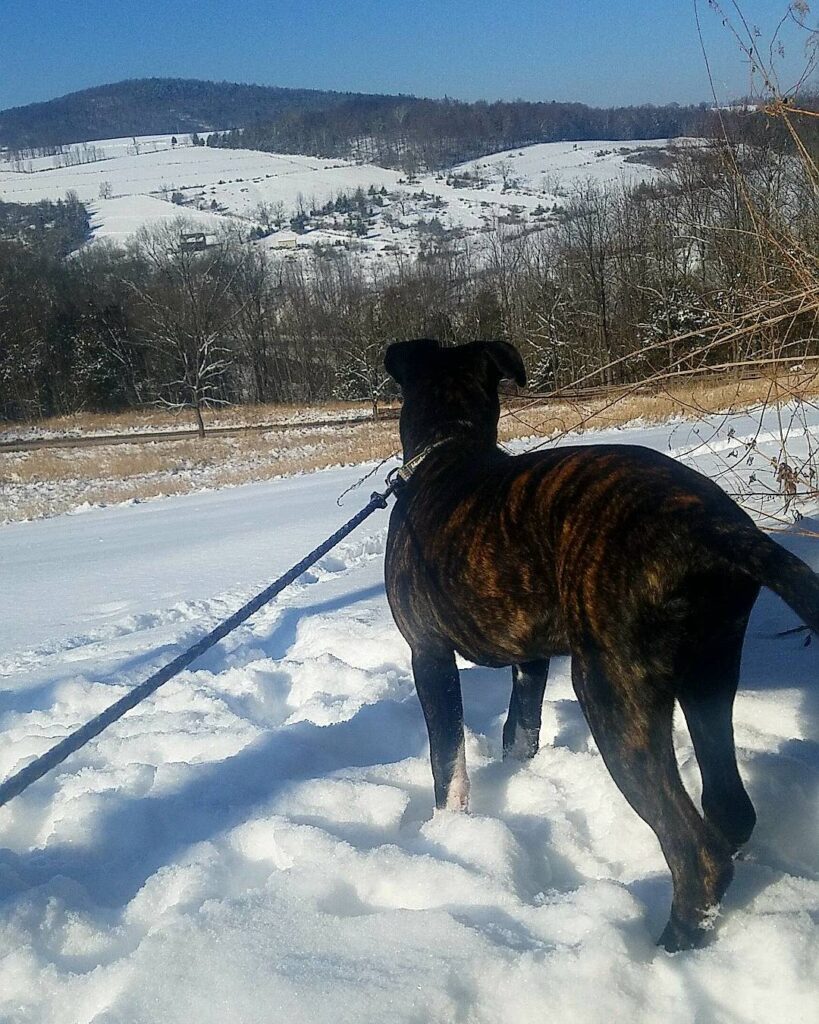 German Shepherd Pitbull mix