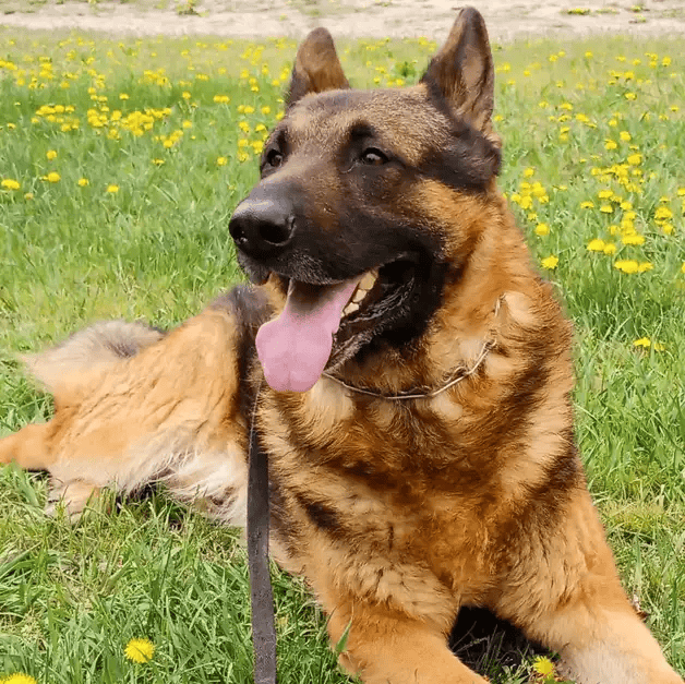 Red sable German Shepherds have a muscular build with graceful curves that shape their physical structure. These magnificent dogs have a domed head that goes together with a long, square muzzle and erect ears. These features give them their noble look.