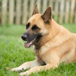 Belgian Malinois German Shepherd Mix: What Nobody Tells You