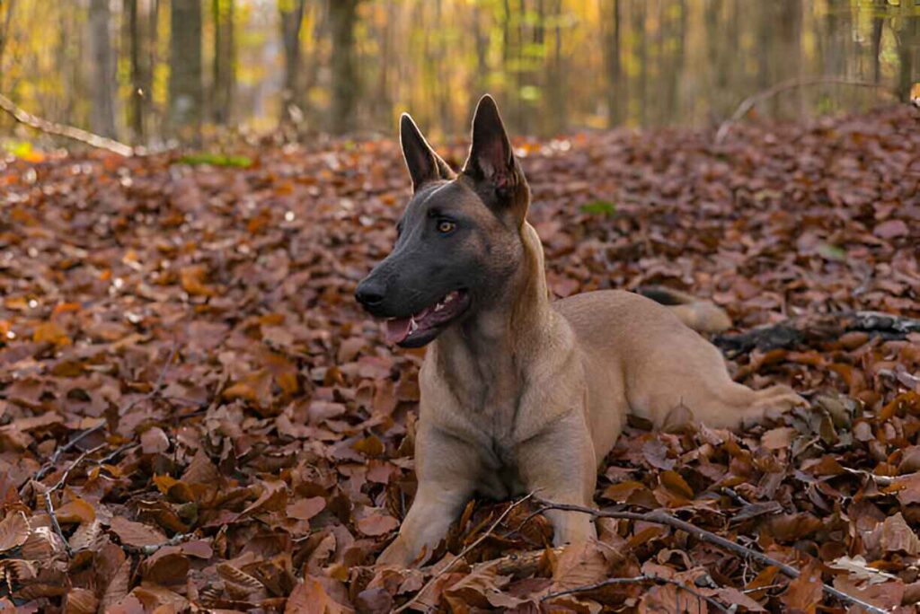 Belgian Malinois German Shepherd Mix Real Owner Stories