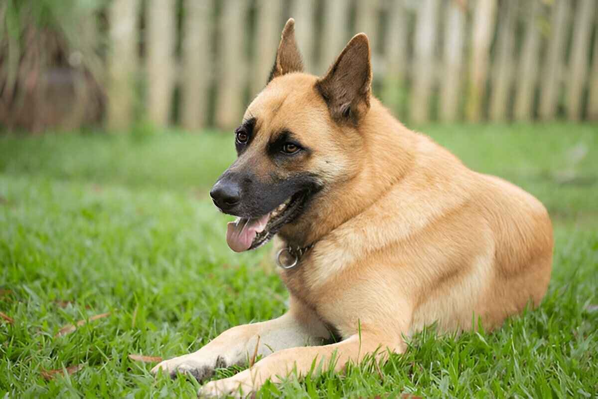 Belgian Malinois German Shepherd Mix