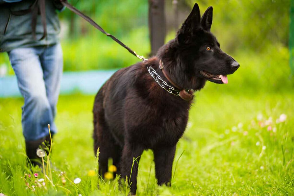 Black Sable German Shepherd