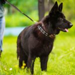 Black Sable German Shepherd: What Most Buyers Don’t Know Before Purchase