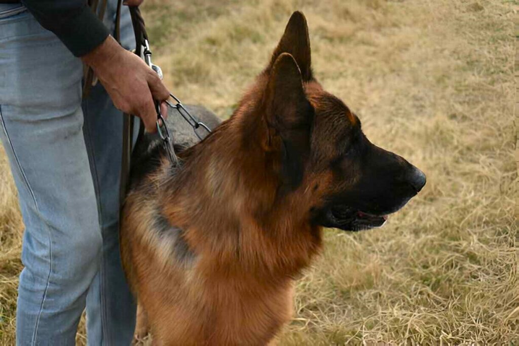 A person walks a German Shepherd, showcasing the bond of trust and leadership between them.