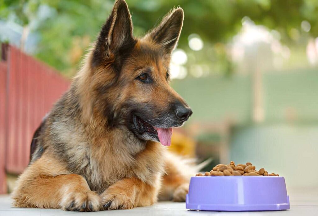 A German Shepherd sits beside a bowl of food, highlighting the importance of proper nutrition for its health and vitality.