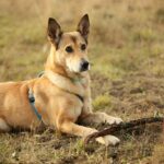 Dingo German Shepherd Mix: A Rare Breed Guide for Future Owners