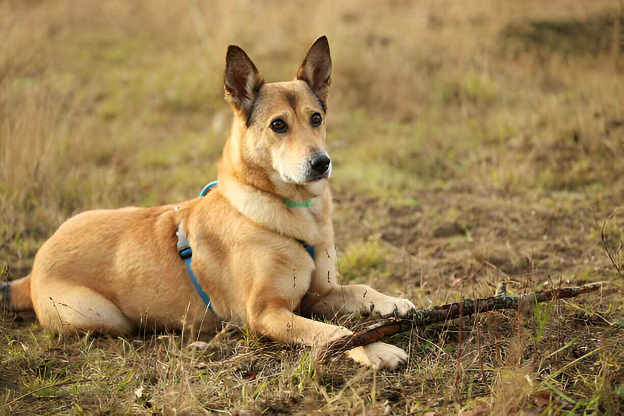 Dingo German Shepherd Mix (1)